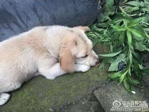 狗狗最新爆料视频下载免费 第1张 狗狗最新爆料视频下载免费 第1张